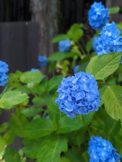 🔵